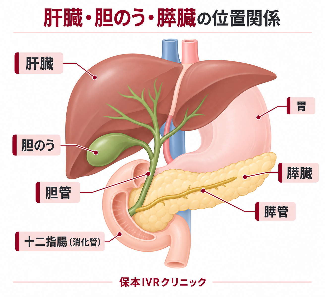 肝臓・胆のう・膵臓の位置関係