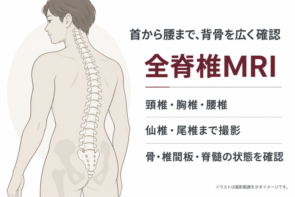 脊椎の構造（頸椎7個・胸椎12個・腰椎5個・仙椎5個・尾椎3〜5個）